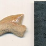 The City of David and the 80 Million-Year-Old Sharks’ Teeth Mystery The City of David and the 80 Million-Year-Old Sharks’ Teeth Mystery