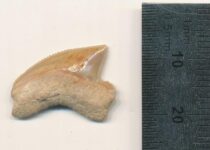 The City of David and the 80 Million-Year-Old Sharks’ Teeth Mystery