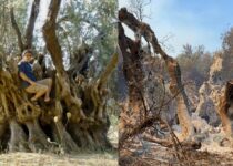 2,500-Year-Old Olive Tree Burned to Ashes in Greek Fires