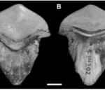 290-million-year-old Fossil of petal-shaped shark teeth first found in China