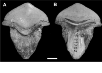 290-million-year-old Fossil of petal-shaped shark teeth first found in China