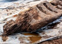Irish archaeologists have unearthed a 1,600-year-old wooden pagan idol from a bog in Co Roscommon.