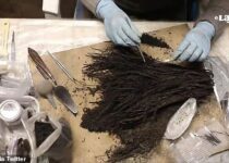 Nearly intact 1,800-year-old bouquets of flowers found in Teotihuacan