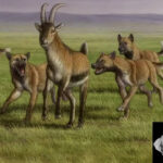 Ancient humans in Europe may have stolen food from wild hunting dogs
