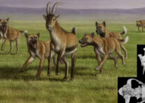 Ancient humans in Europe may have stolen food from wild hunting dogs