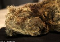 28,000-Year-Old Cave Lion Cub Found Perfectly Preserved in Russian Permafrost