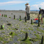 Amazing 1,300-Year-Old Technology Found Hidden in Comox Harbour Amazing 1,300-Year-Old Technology Found Hidden in Comox Harbour