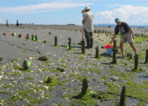 Amazing 1,300-Year-Old Technology Found Hidden in Comox Harbour