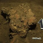 DNA from teenage girl who died 7,200 years ago reveals previously unknown humans DNA from teenage girl who died 7,200 years ago reveals previously unknown humans