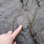 Scientists Find 890-million-year-old Fossil, Could be of Oldest Animal on Earth