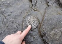 Intricate patterns of tubular structures discovered in giant ancient reefs may be the remnants of prehistoric horny sponges and the oldest known fossils of animal life on Earth.