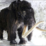 The world’s northernmost Palaeolithic settlement has been discovered on Kotelny Island in the Arctic