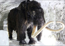 The world’s northernmost Palaeolithic settlement has been discovered on Kotelny Island in the Arctic