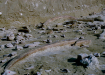 400,000-Year-Old Elephant Bone Tools Unearthed in Italy