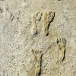 Oldest Human Footprints in North America Found in New Mexico
