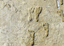 Oldest Human Footprints in North America Found in New Mexico