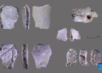 A 32,000-year-old skull discovered in central China is oldest known human fossil found in Henan province