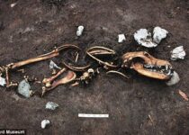 Iron Age skeleton of a human, dogs and a sex object found near Aarhus in Denmark