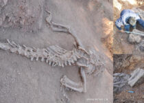180 million-year-old dinosaur fossils dug up in southern China
