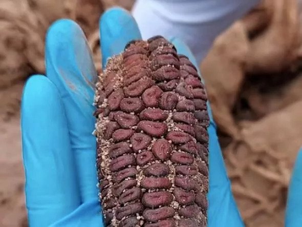 Gas pipe workers find 800-year-old bodies in Peru 4