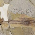 This 120-million-year-old bird may have been one of the first to shake its tail feathers