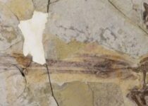 This 120-million-year-old bird may have been one of the first to shake its tail feathers