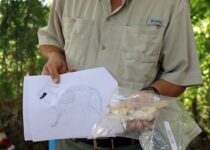 4,000-Year-Old Lion Jaw Bone Unearthed in Kültepe