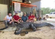 Prehistoric artifacts including a spear tip from 6,000 BC are found inside an alligator's stomach