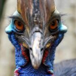 Late Pleistocene Humans May Have Hatched and Raised “World’s Most Dangerous Bird” 18,000 Years Ago