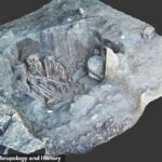 Thousands of ancient burial sites and cultural artefacts discovered along new Mexican rail line Thousands of ancient burial sites and cultural artefacts discovered along new Mexican rail line