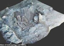 Thousands of ancient burial sites and cultural artefacts discovered along new Mexican rail line