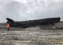40,000-year-old log is found underneath New Zealand swamp - could explain Earth’s climate mystery