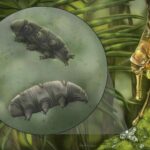 Scientists find a new species of 'indestructible' tardigrade preserved in 16 MILLION-year-old amber