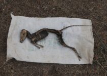 An unknown animal skeleton was discovered in eastern Turkey