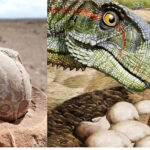 193-million-year-old nesting ground with more than 100 dinosaur eggs offers evidence that they lived in herds