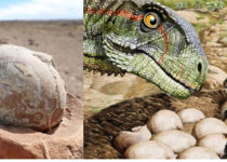 193-million-year-old nesting ground with more than 100 dinosaur eggs offers evidence that they lived in herds