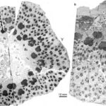 Fossils of Ancient Trees Show They Bizarrely Ripped Themselves Apart