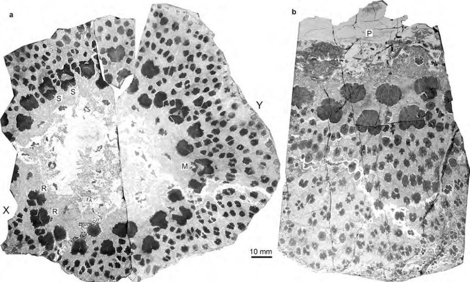 Fossils of Ancient Trees Show They Bizarrely Ripped Themselves Apart