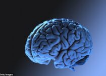 New Clues to Why Human Brains Decreased in Size 3,000 Years Ago