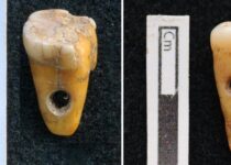 8,500-Year-Old Human Teeth Used As Jewelry Discovered at Prehistoric Archaeological Site