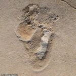 New Research Suggests Human-Like Footprints in Crete Date to 6.05 Million Years Ago