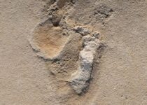 New Research Suggests Human-Like Footprints in Crete Date to 6.05 Million Years Ago