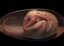 Exquisitely Preserved Dinosaur Embryo Found Inside Fossilized Oviraptorosaur Egg