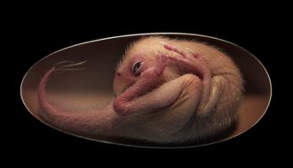 Exquisitely Preserved Dinosaur Embryo Found Inside Fossilized Oviraptorosaur Egg