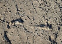Scientists Have Found 3.7-Million-Year-Old Footprints From One of Our Tallest Ancestors