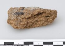 Ancient Poop Shows People in Austria Drank Beer and Ate Blue Cheese 2,700 Years Ago