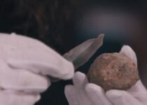 Bear Bone Pushes Back History Of Humans In Ireland By 2500 Years