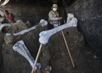 At least 200 mammoth skeletons found at Mexico City airport construction site