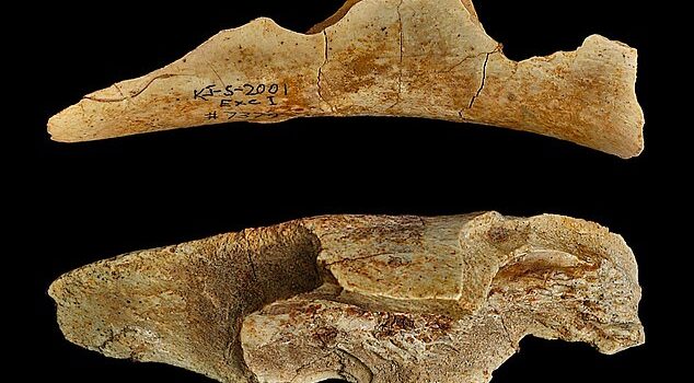 Human Evolution: Ancient Hominini may have started hunting 2 million years ago