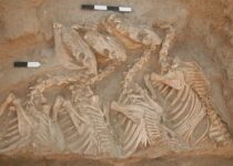 DNA Shows Ancient Pack Animal Was a Donkey-Wild Ass Hybrid